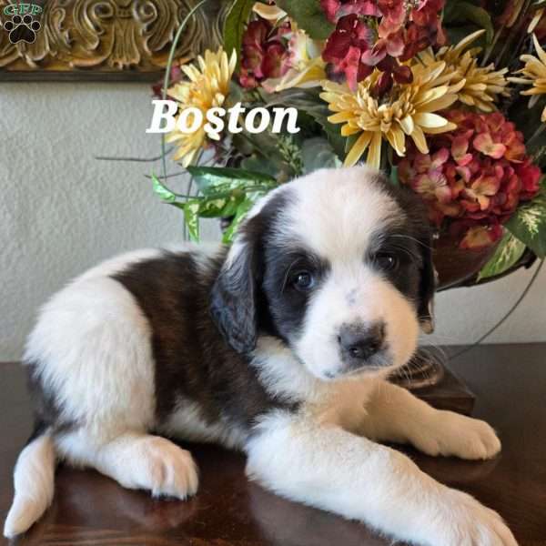 Boston, Saint Berdoodle Puppy